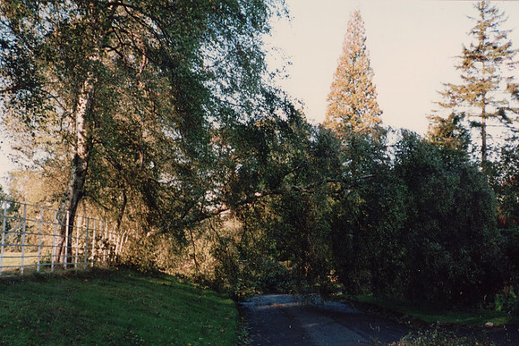 Fallen Trees In Ashtead Park After The Great Storm Of 1987