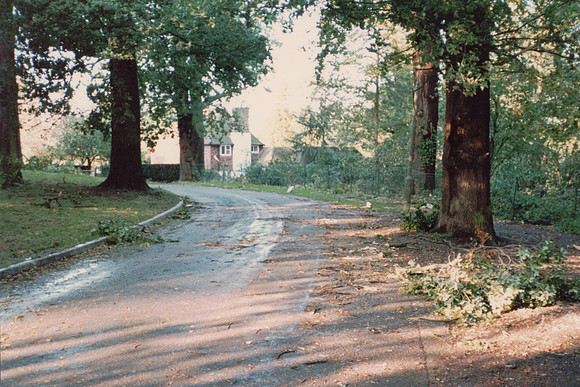 In Ashtead Park After The Great Storm 1987