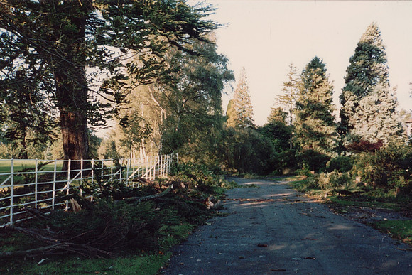 Storm Damage In Ashtead Park After The Great Storm Of 1987