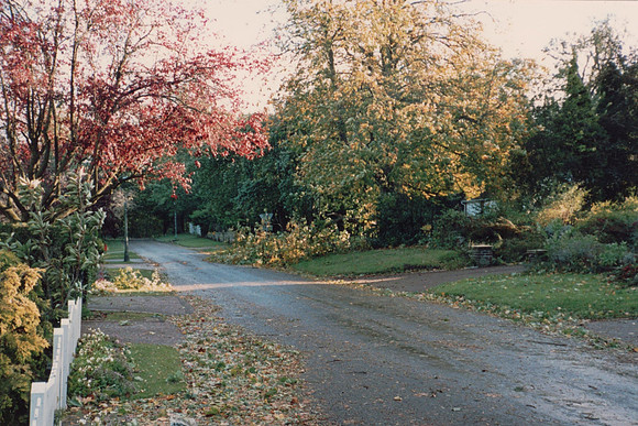 The Next Day After The Storm Of 1987 Ashtead Park