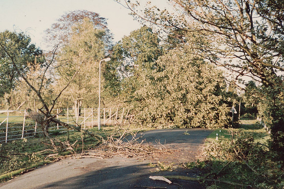 Trees Blown Over In Ashtead Park After The Storm Of 1987