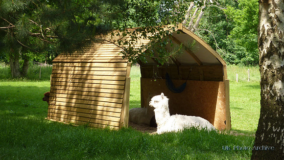 Alpacas In Hever Kent