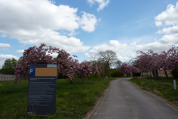 Beautiful Cherry Blossom At Sutton General Hospital 2