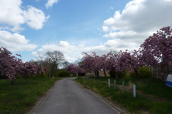 Beautiful Cherry Blossom At Sutton General Hospital