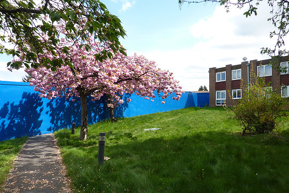 Cherry Blossom At The Sutton Hospital Site