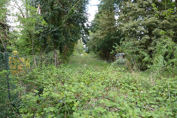Overgrown Land On Old Sutton Hospital Site