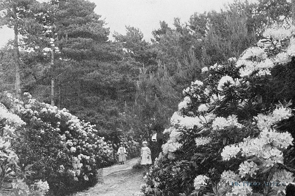 Rhododendron Lane Branksome Park Bournemouth c.1900