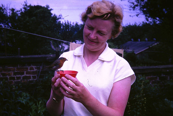 With A Robin In The Garden 1950s