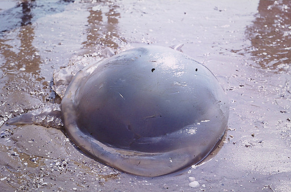 Jelly Fish At St Ishmaels Beach 1972