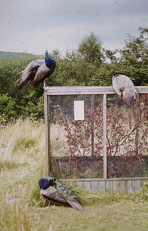 Bird Sanctuary Carmarthenshire 1972