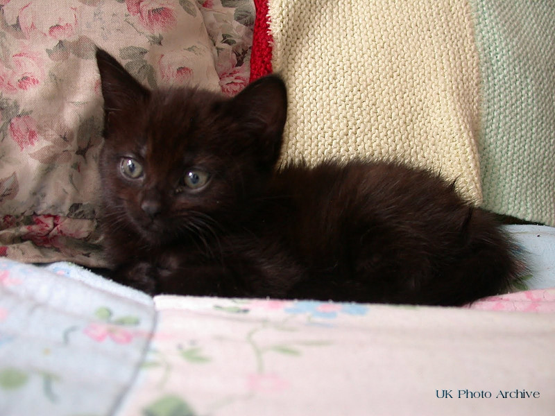 Cleo The Kitten