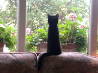 Cleo The Kitten Growing Up