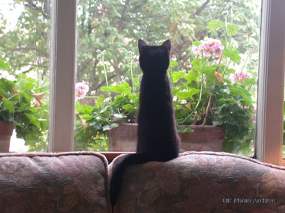 Cleo The Kitten Growing Up