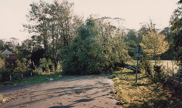 In Ashtead Park After The Great Storm 1987