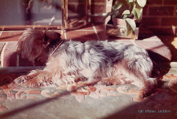 Dougal The Yorkshire Terrier By The Fire Late 1970s