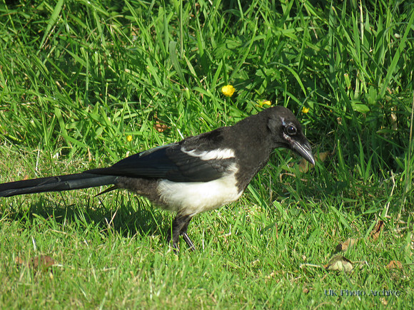 A Young Magpie