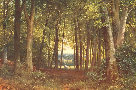 Deer-Leap Wood Wotton Surrey 1906
