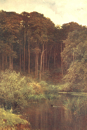 Woodland Depths Wotton Surrey 1906