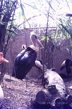 Maribou Stork Windsor Safari Park 1970