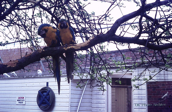 Parrots At Windsor Safari Park 1970