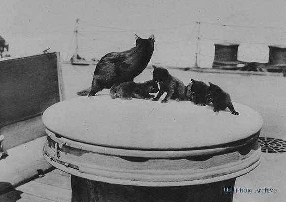 A Cat And Her Kittens Aboard A Ship In The Dardanelles