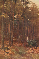 The Depths Of A Fir Wood Ripley