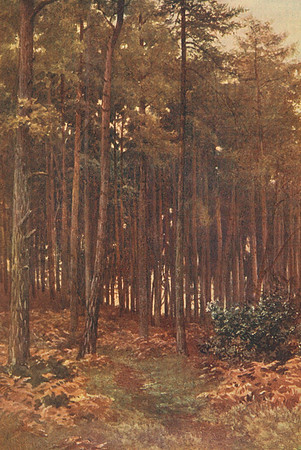 The Depths Of A Fir Wood Ripley