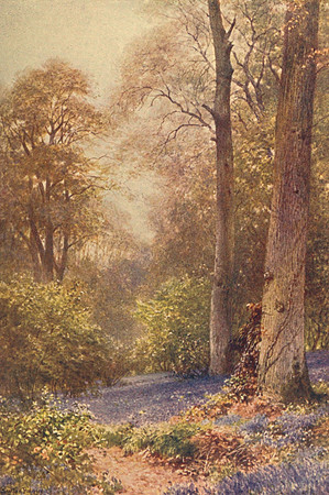 Bluebells At Ripley 1906