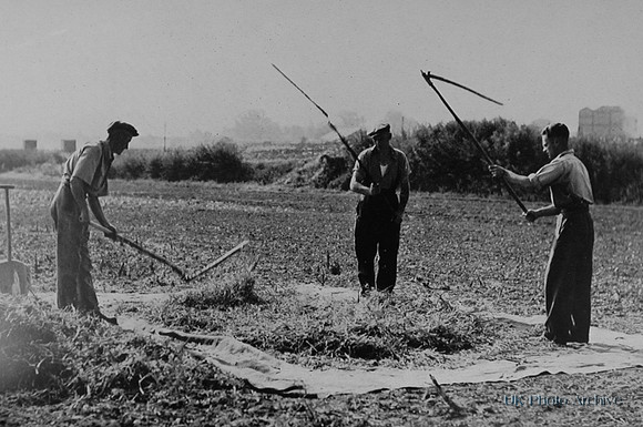 Threshing Vegetable Seeds In Essex Late 1940s