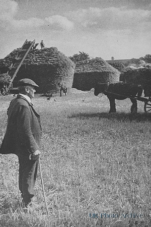 A Farmer Watches Harvest Stacking Wendens Ambo Essex 1930s