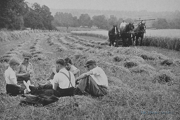 Elevenses At Harvest Time Ongar Essex 1930s