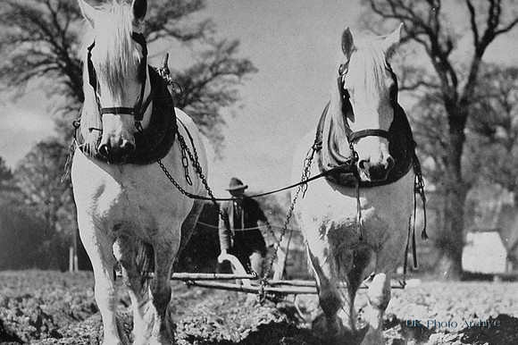 A Pair Of Shire Horses Baulking Potatoes In Essex Late 1940s