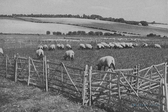 Sheep On The Chalk Hills Elmdon Essex