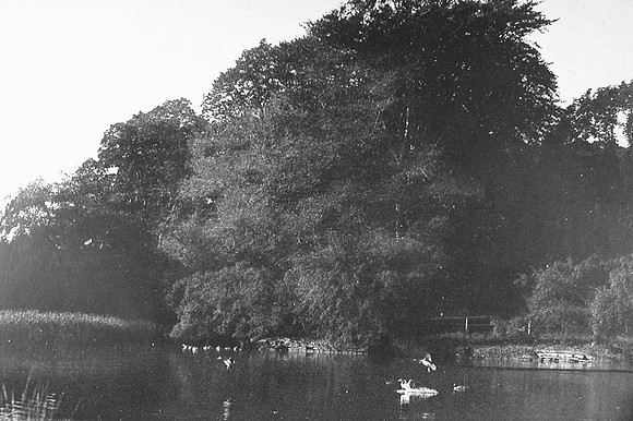 Fallodon Estate UK Photo And Film Archive | Photos Of Northumberland | The Duck Pond At ...