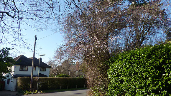 Cherry Tree In The Marld Ashtead Feb 2019