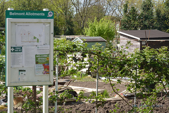 Belmont Allotments 4