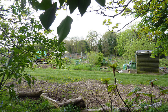 Belmont Allotments 1