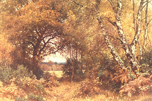 The Edge Of A Wood Royal Common Elstead Surrey 1906
