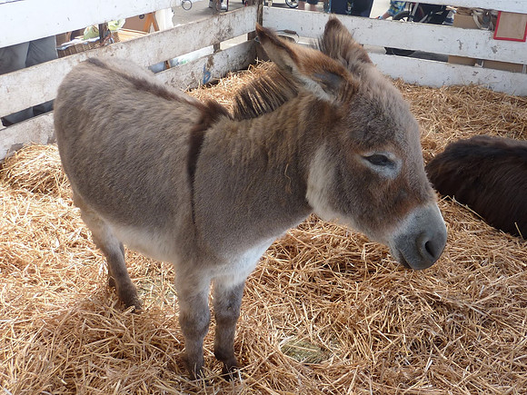 Ardingly Smallholders Fair 2016