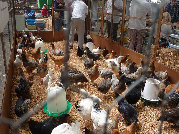 Ardingly Smallholders Fair 2016
