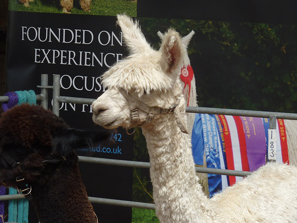 Ardingly Smallholders Fair 2016