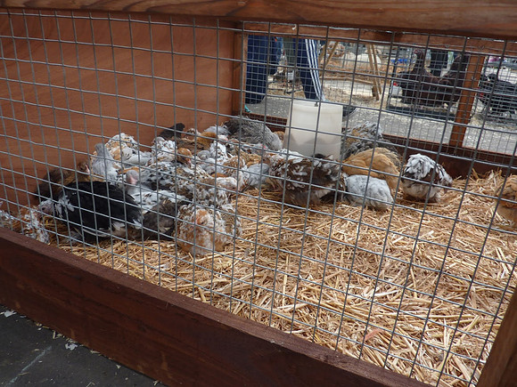 Ardingly Smallholders Fair 2016