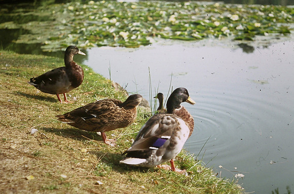 Ducks At Sheffield Park Lake 1973