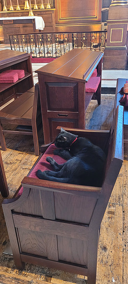 The Church Cat St Paul's Church Covent Garden