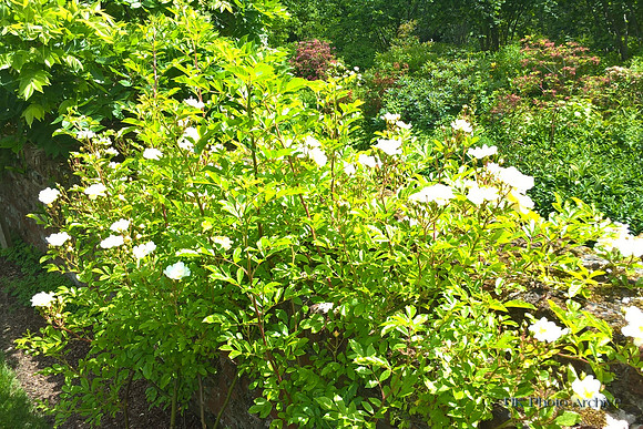 Sissinghurst Castle June 2017