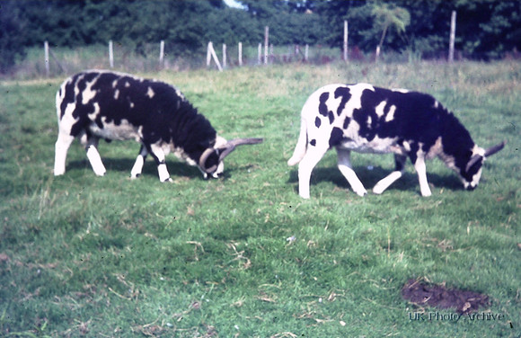 Jacobs Sheep Suffolk Wildlife Park 1970