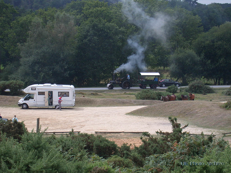 New Forest Aug 2006
