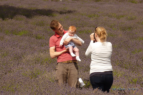 Mayfield Lavender Carshalton