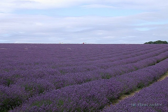 Mayfield Lavender Carshalton