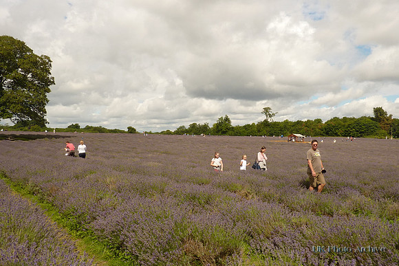 Mayfield Lavender Carshalton